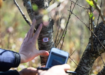 Bộ KH&CN chủ trì, phối hợp triển khai truy xuất nguồn gốc cây đào