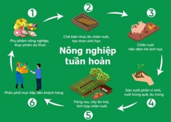 NÔNG NGHIỆP TUẦN HOÀN