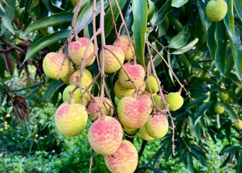 100.000 đồng/kg vải u trứng trắng Thanh Hà